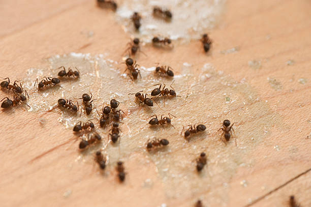 Best Pest Control Cost  in Rome, GA