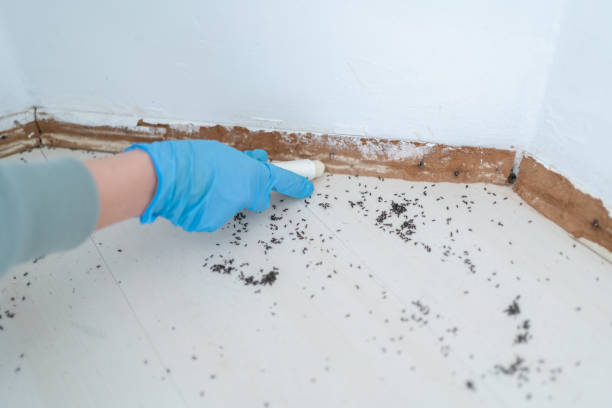 Best Termite Control Services  in Rome, GA